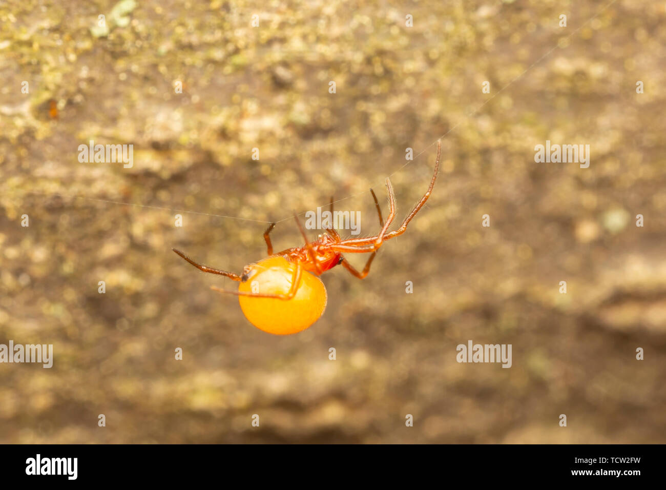 Hembra telaraña araña (Thymoites unimaculatus). Aproximadamente 2-3mm. Foto de stock