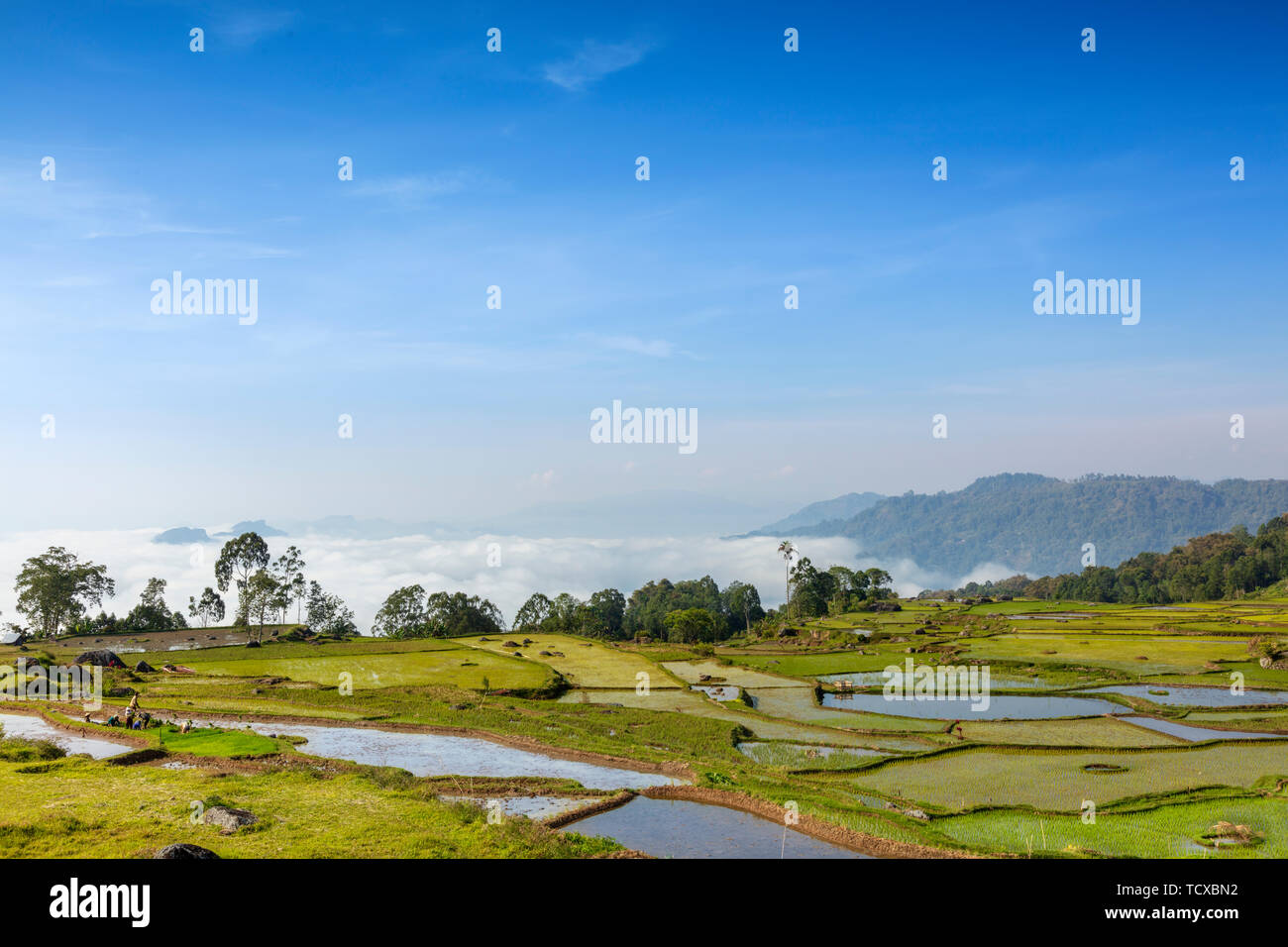 Los campos de arroz en las tierras altas, Tana Toraja, Sulawesi, Indonesia, el sudeste de Asia, Asia Foto de stock
