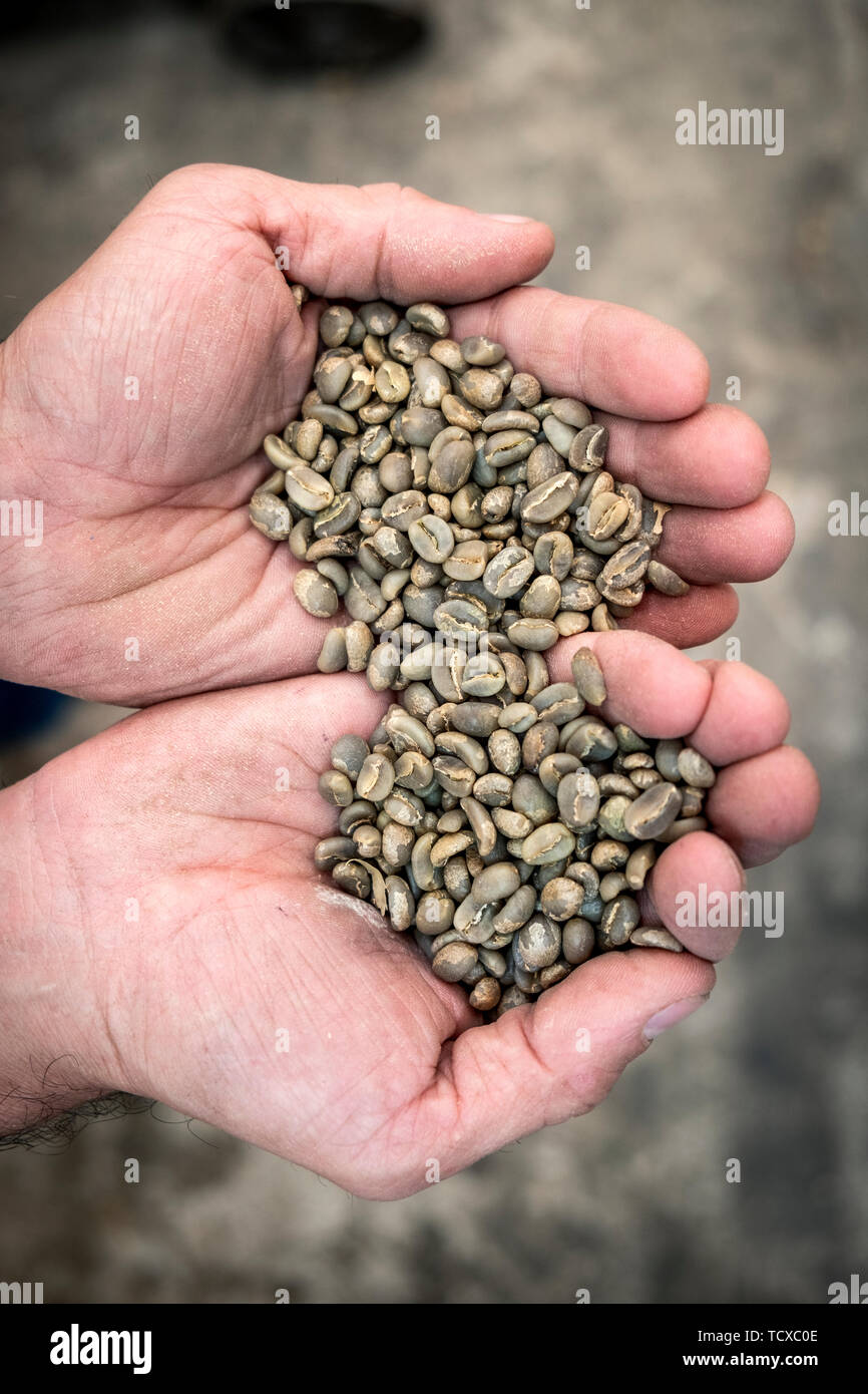 Los granos de café crudo, Colombia, Sur America Foto de stock
