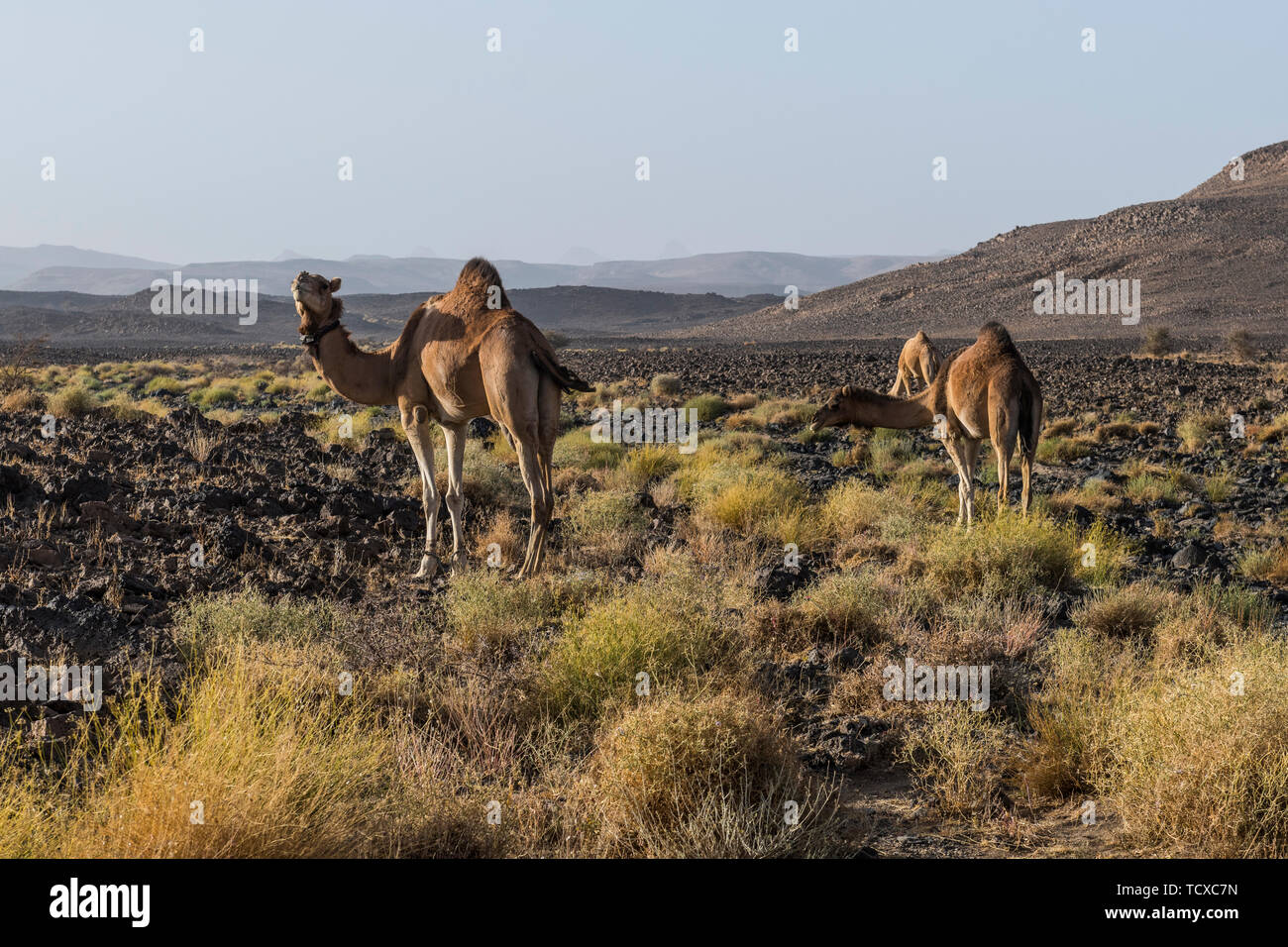 Camellos en el Assekrem, Tamanrasset, montañas Hoggar, Argelia, Norte de África, África Foto de stock