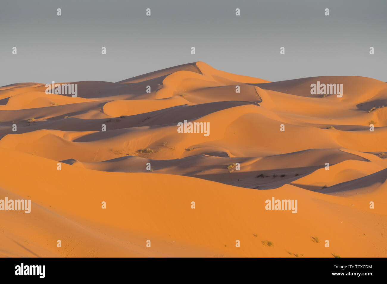 Enormes dunas de arena detrás del Oasis de Taghit, oeste de Argelia, el Norte de África, África Foto de stock