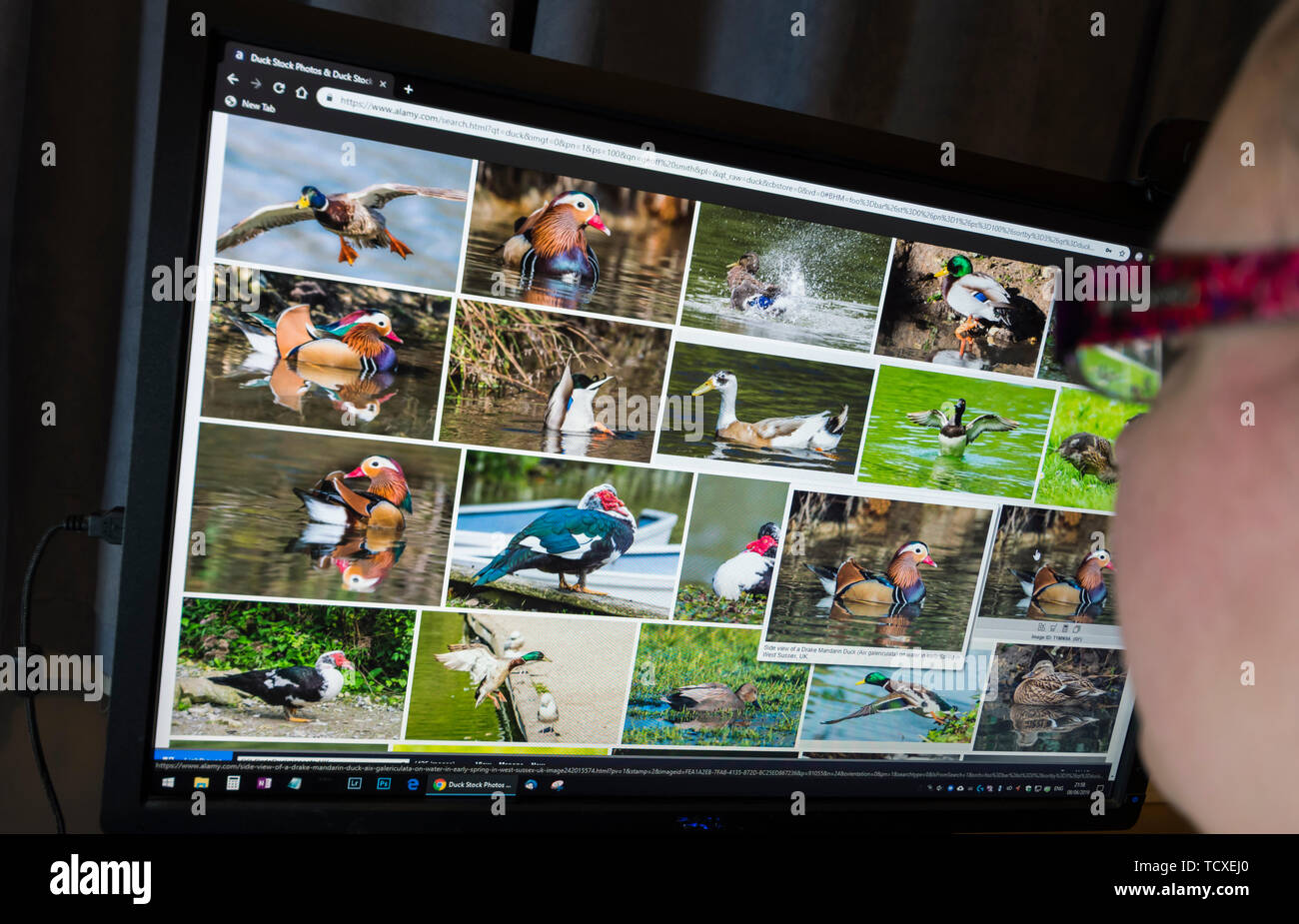 Mujer sentada en un monitor de ordenador navegando a través de la fauna de imágenes en un sitio web de fotografía de stock. Foto de stock