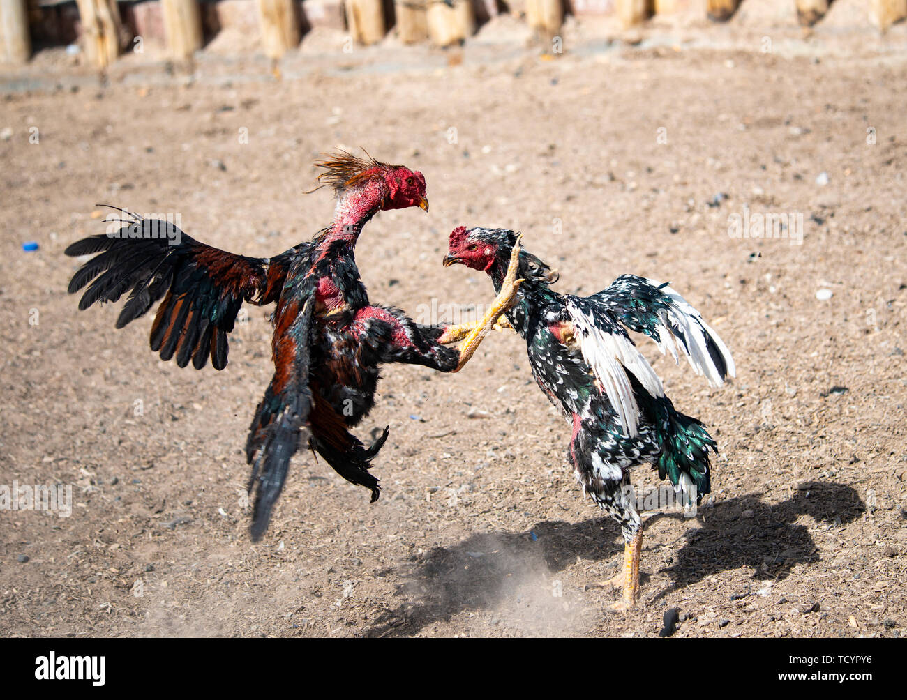 La Pelea De Gallos Fotos E Im Genes De Stock Alamy