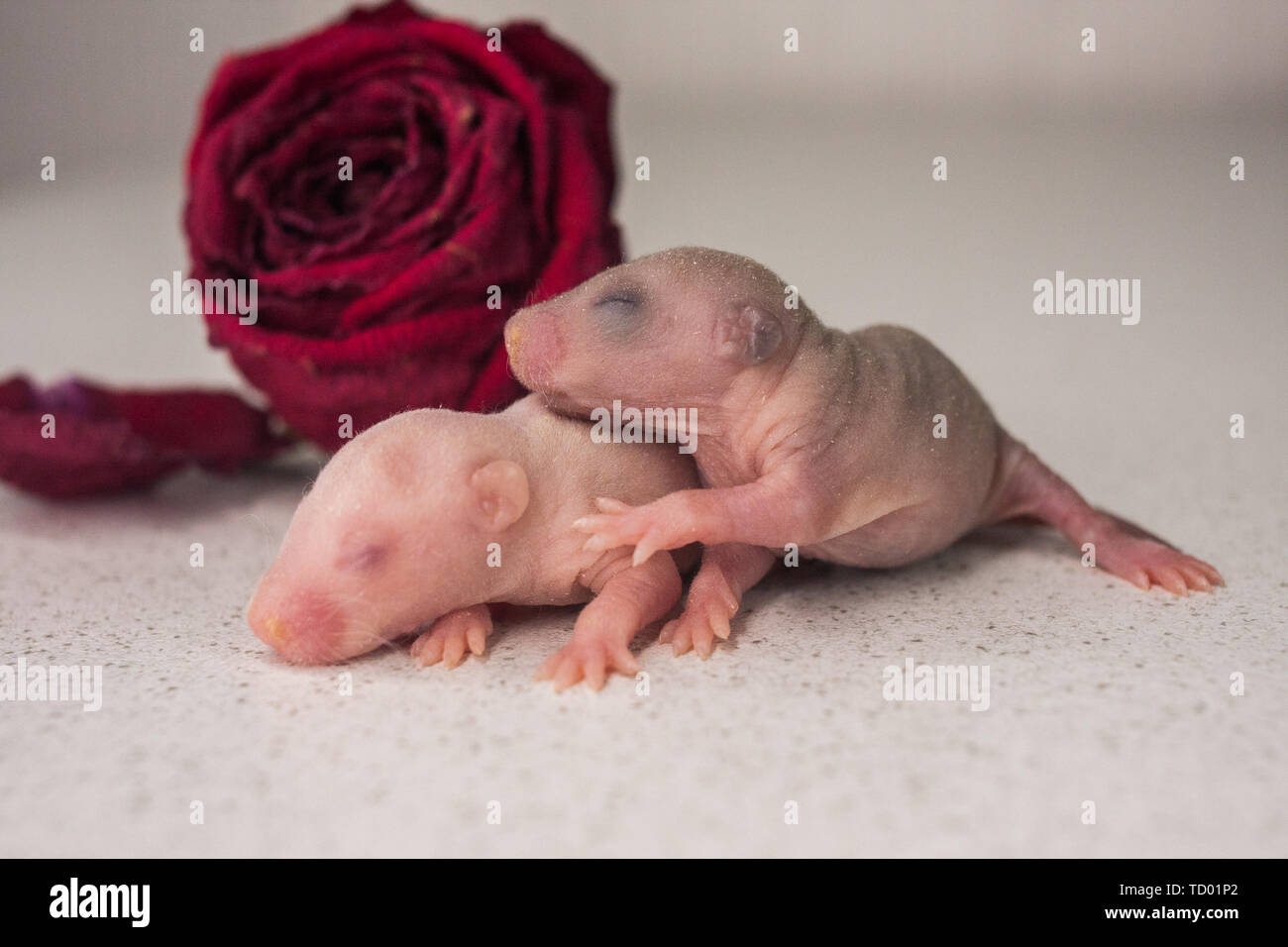 El concepto de la estética. Calvo rata recién nacida en el fondo de una  rosa roja. Ratón con pup sin abrir los ojos. Un pequeño roedor ciego  Fotografía de stock - Alamy