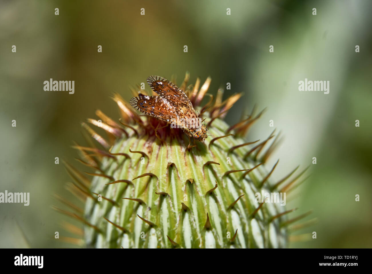 Macro de coloridos Paracantha mosca de la fruta en el Cirsium texanum bud Foto de stock