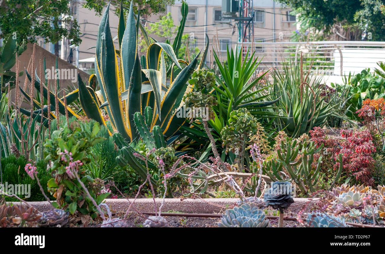 Sansevieria trifasciata en un jardín de cactus y suculentas fotografiado en Tel Aviv, Israel en mayo Foto de stock