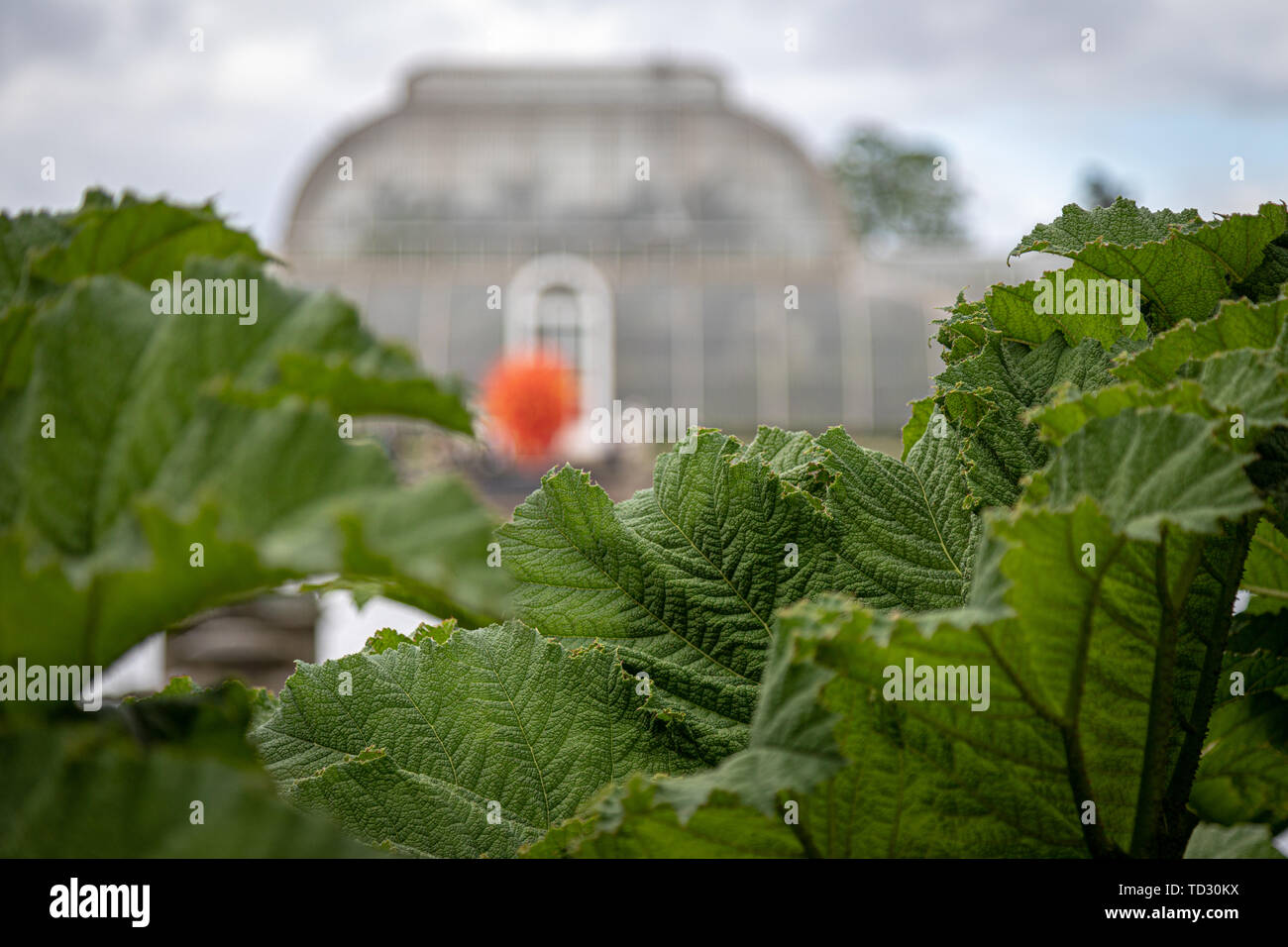 La vista de la Casa de las palmeras y el sol del verano escultura en vidrio por Dale Chihuly vistos a través de las hojas de ruibarbo gigante junto al agua. Foto de stock