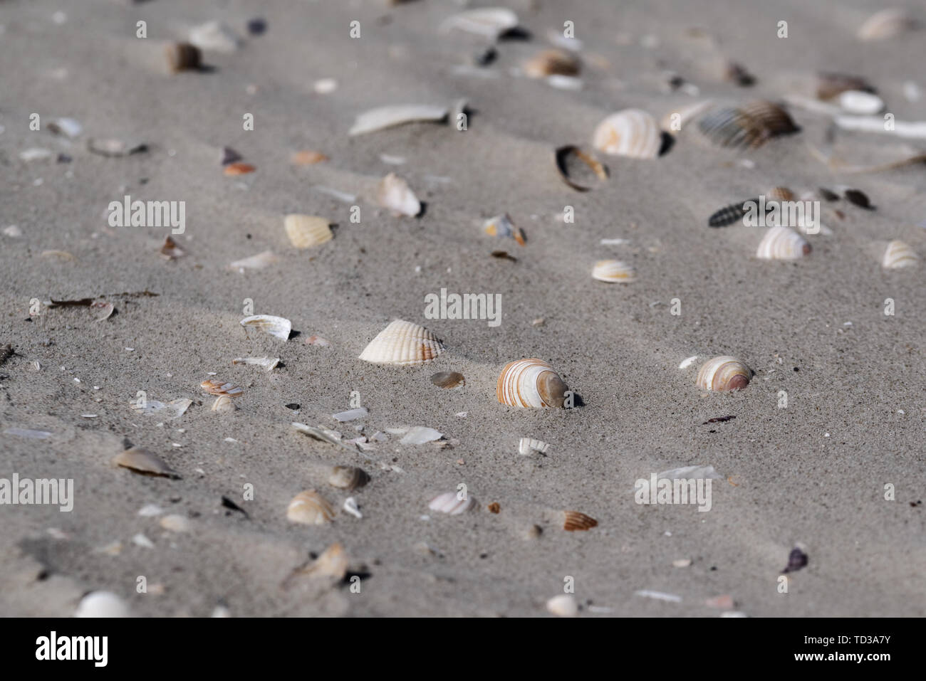 Las pequeñas conchas en la arena. Sankt Peter-Ording playa en el norte de Alemania Foto de stock