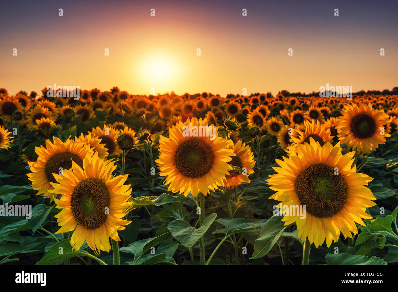 Campo de girasoles al atardecer fotografías e imágenes de alta resolución -  Alamy