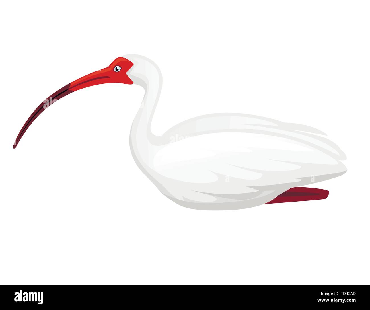 Ibis blanca americana flat ilustración vectorial de dibujos animados diseño animal pájaro blanco con pico rojo sobre fondo blanco la vista lateral. Ilustración del Vector