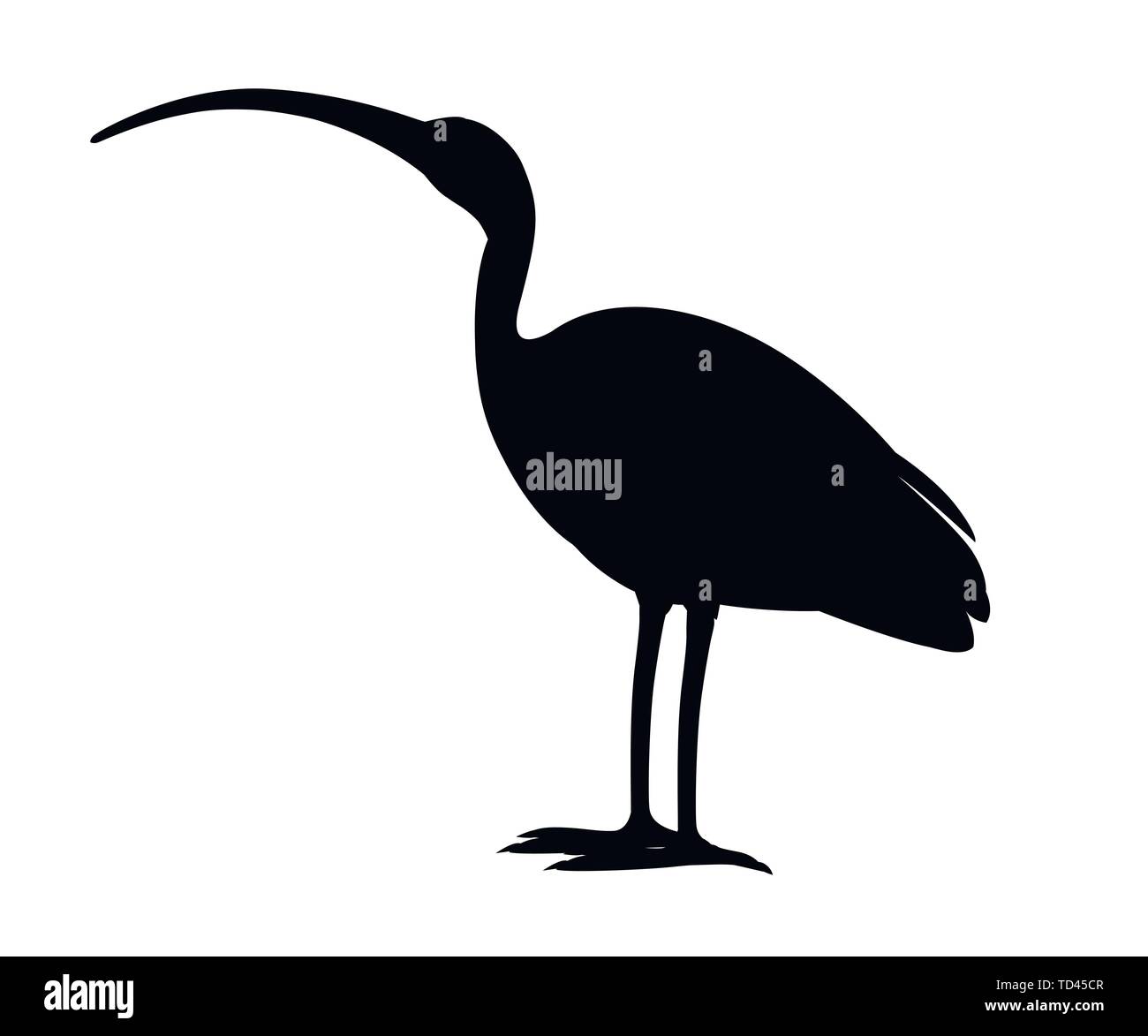 Silueta negra plana ibis blanco Americano ilustración vectorial de dibujos animados diseño animal pájaro blanco con pico rojo sobre fondo blanco la vista lateral. Ilustración del Vector
