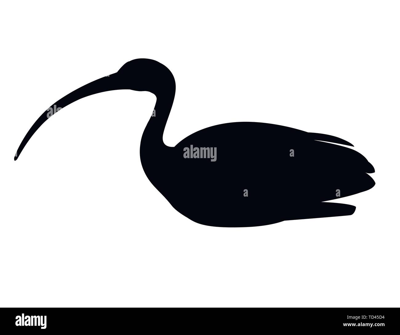 Silueta negra plana ibis blanco Americano ilustración vectorial de dibujos animados diseño animal pájaro blanco con pico rojo sobre fondo blanco la vista lateral. Ilustración del Vector