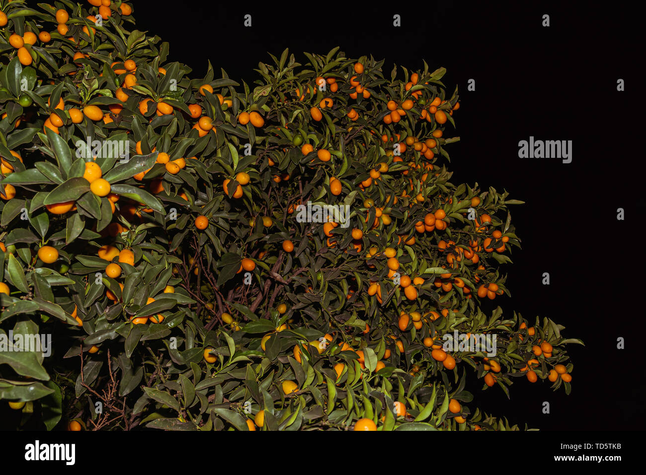 Kumquats o Los kumquats en Inglés australiano; Citrus japonica son un