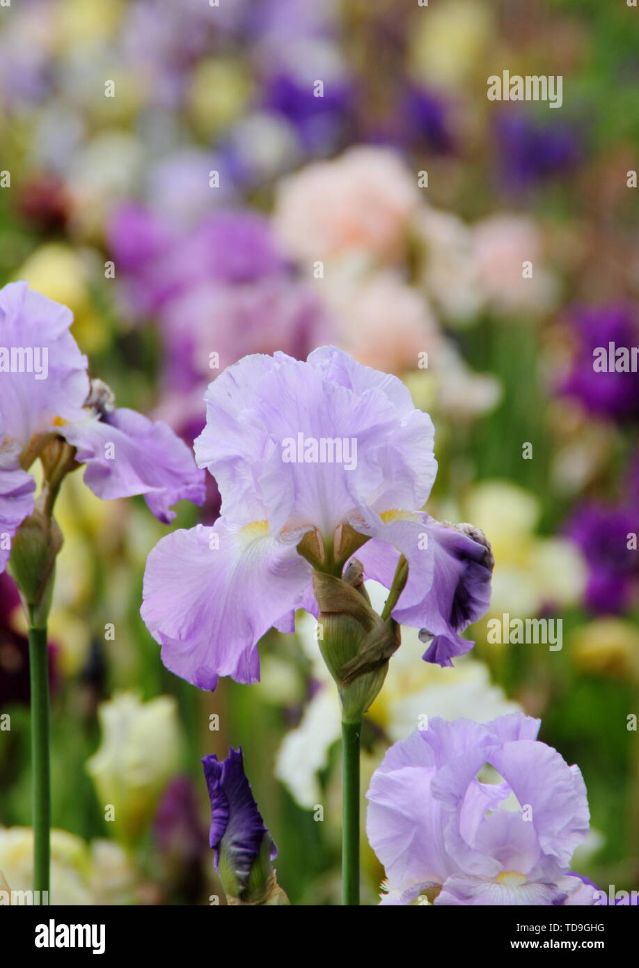 Pantalla mixta de alto irisies barbudo en un jardín de frontera - Mayo Foto de stock