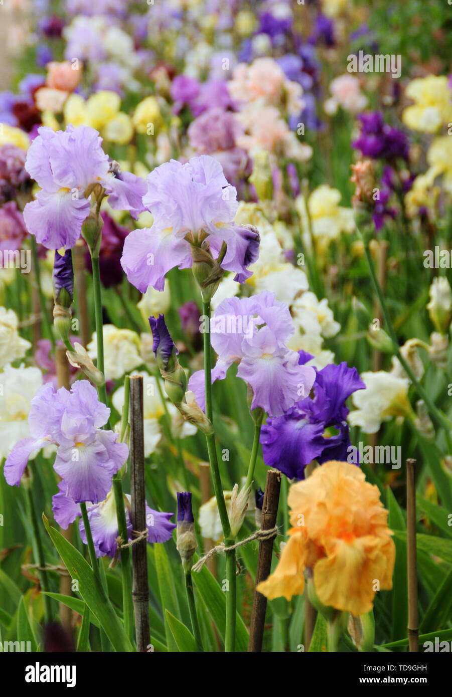 Pantalla mixta de alto irisies barbudo en un jardín de frontera - Mayo Foto de stock