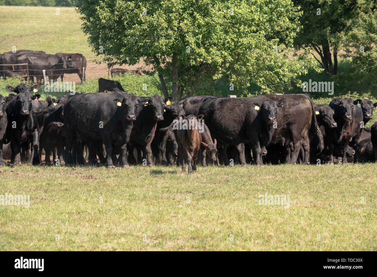 Rebaño de vacas Angus negra sobre una pastura libre en una pradera verde Foto de stock
