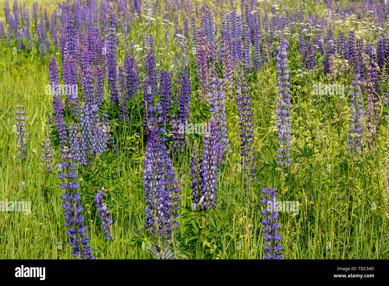 Blooming lupino flores. Un campo de altramuces. La luz del sol incide sobre las plantas. Violeta flores de primavera y verano. Colores suaves, suave fondo difuminado. Foto de stock