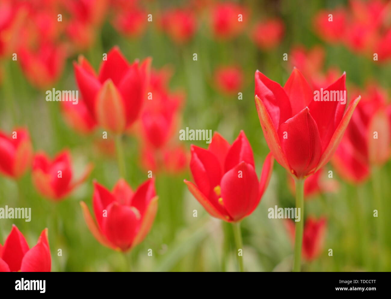 Tulipa sprengeri. Naturalizado Sprenger tulipanes de floración en Mayo - UK Foto de stock