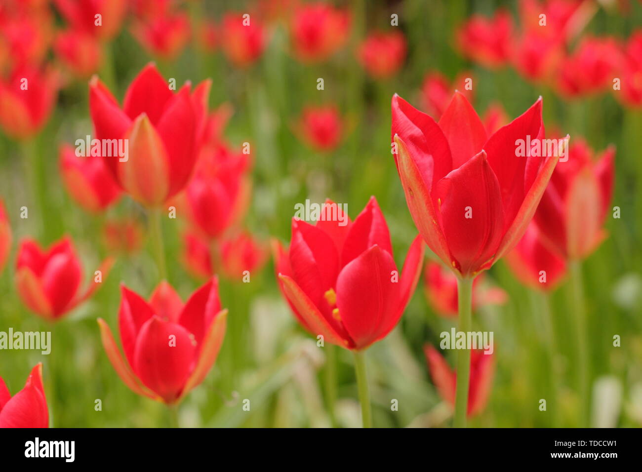 Tulipa sprengeri. Naturalizado Sprenger tulipanes de floración en Mayo - UK Foto de stock