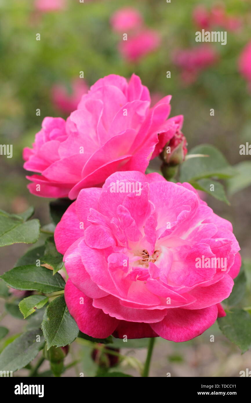 Rosa sophies flor perpetua fotografías e imágenes de alta resolución - Alamy