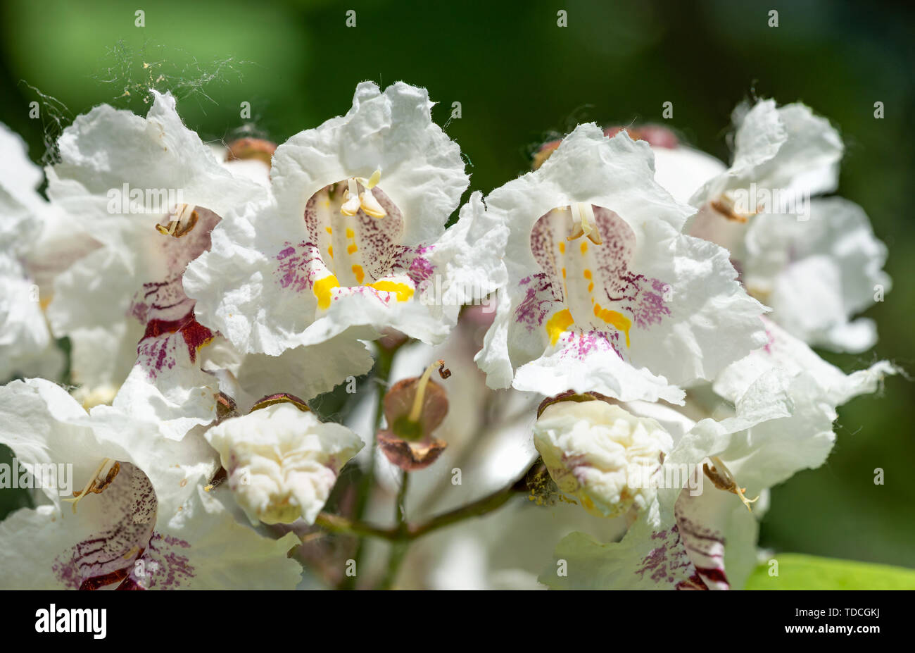 Catalpa bignonioides flores, también conocido como el sur de catalpa, cigartree, e indio-frijol-árbol. Foto de stock
