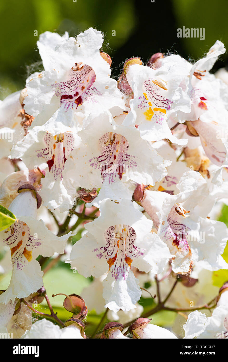 Catalpa bignonioides flores, también conocido como el sur de catalpa, cigartree, e indio-frijol-árbol. Foto de stock