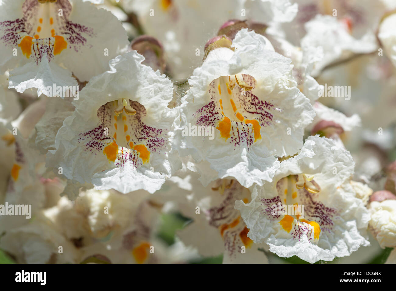 Catalpa bignonioides flores, también conocido como el sur de catalpa, cigartree, e indio-frijol-árbol. Foto de stock