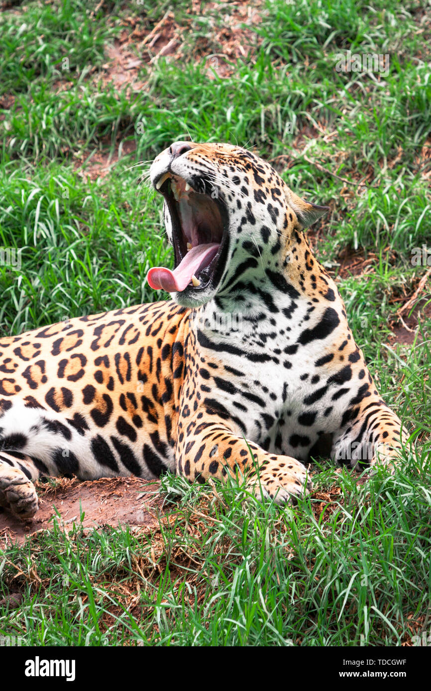 Retrato del gato salvaje animal, Leopard mientras bostezo y mostrando sus colmillos. Foto de stock