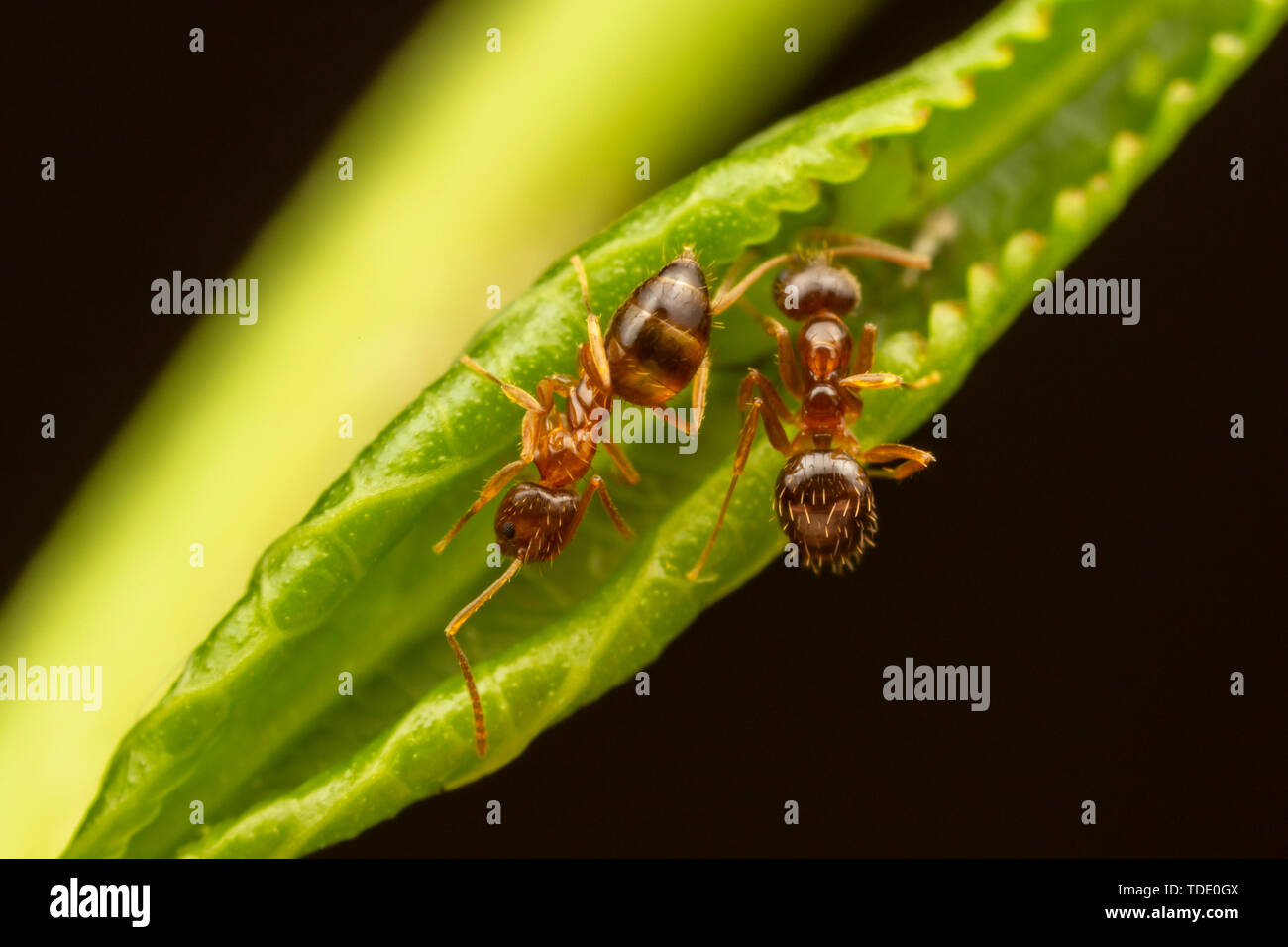 Two locos fotografías e imágenes de alta resolución - Alamy