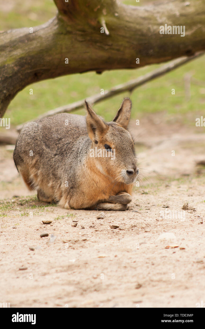 Un Cavy patagónico acostado en el suelo. Foto de stock