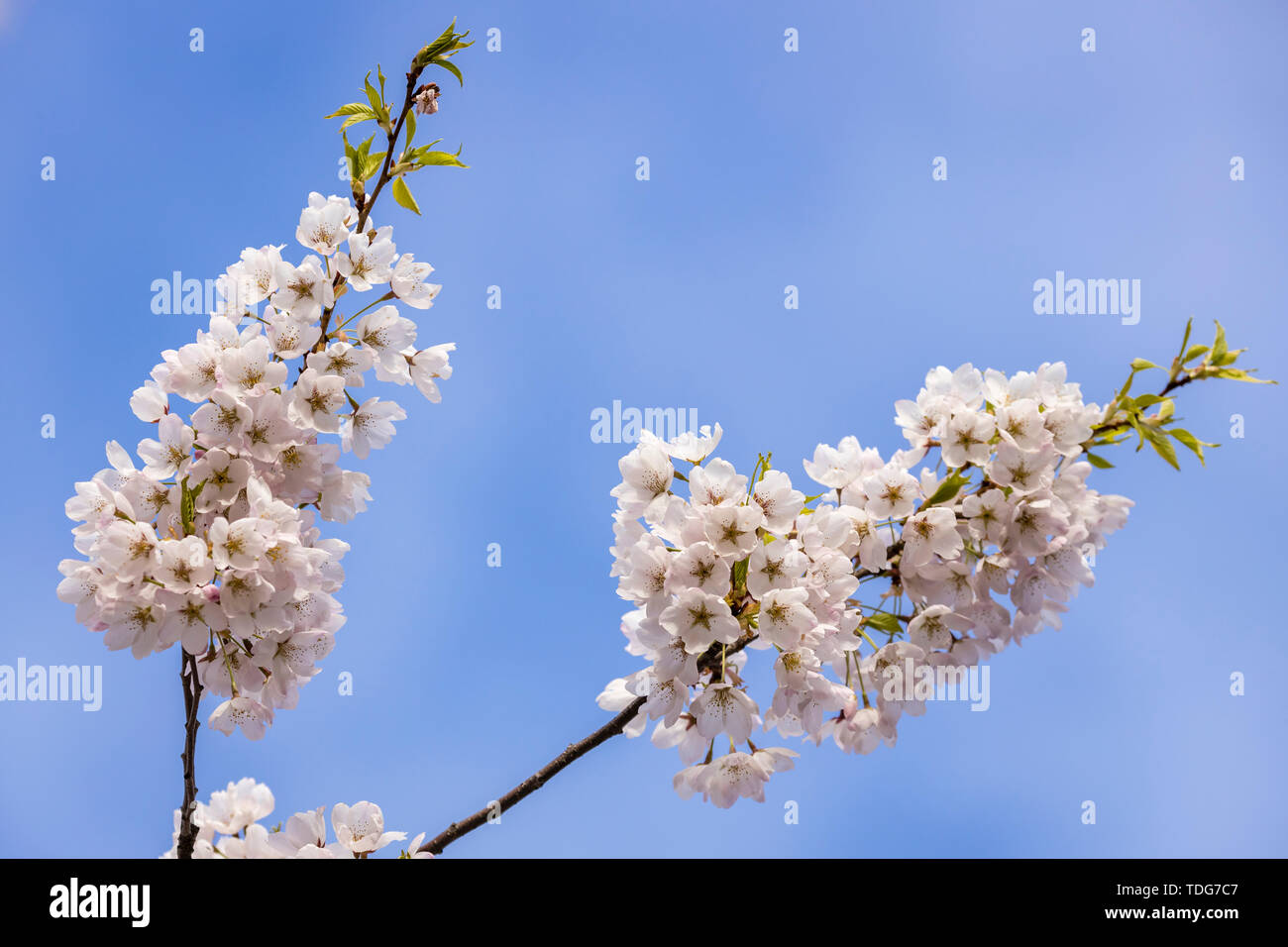 Dos tallos de flores de cerezo contra un cielo azul. Foto de stock