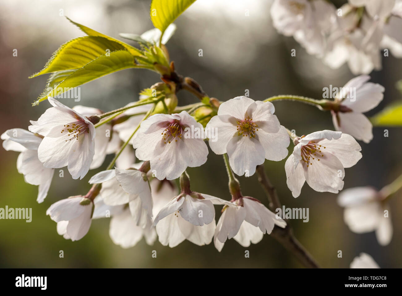 Una visión más cercana de un grupo de flores de cerezo. Foto de stock