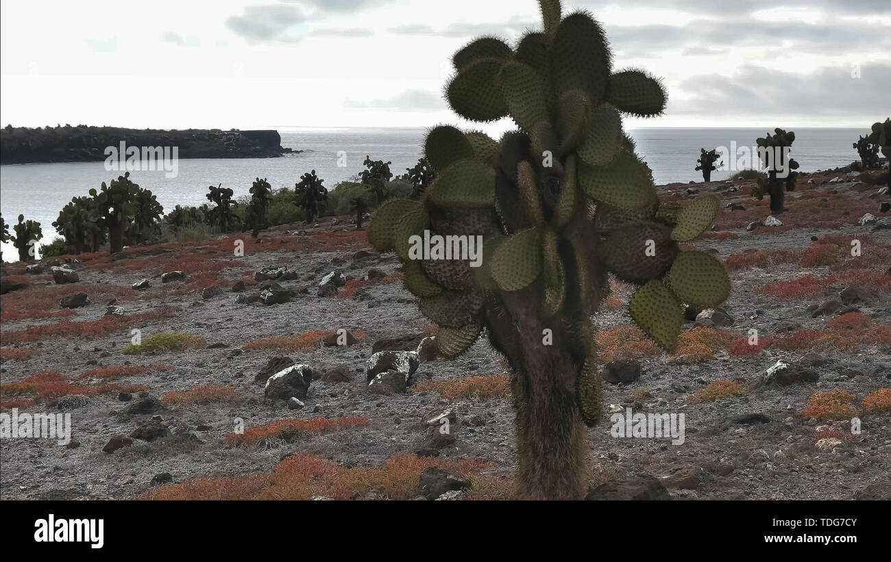 Cerca de cactus Opuntia en isla sth plazas en las Islas Galápagos Foto de stock