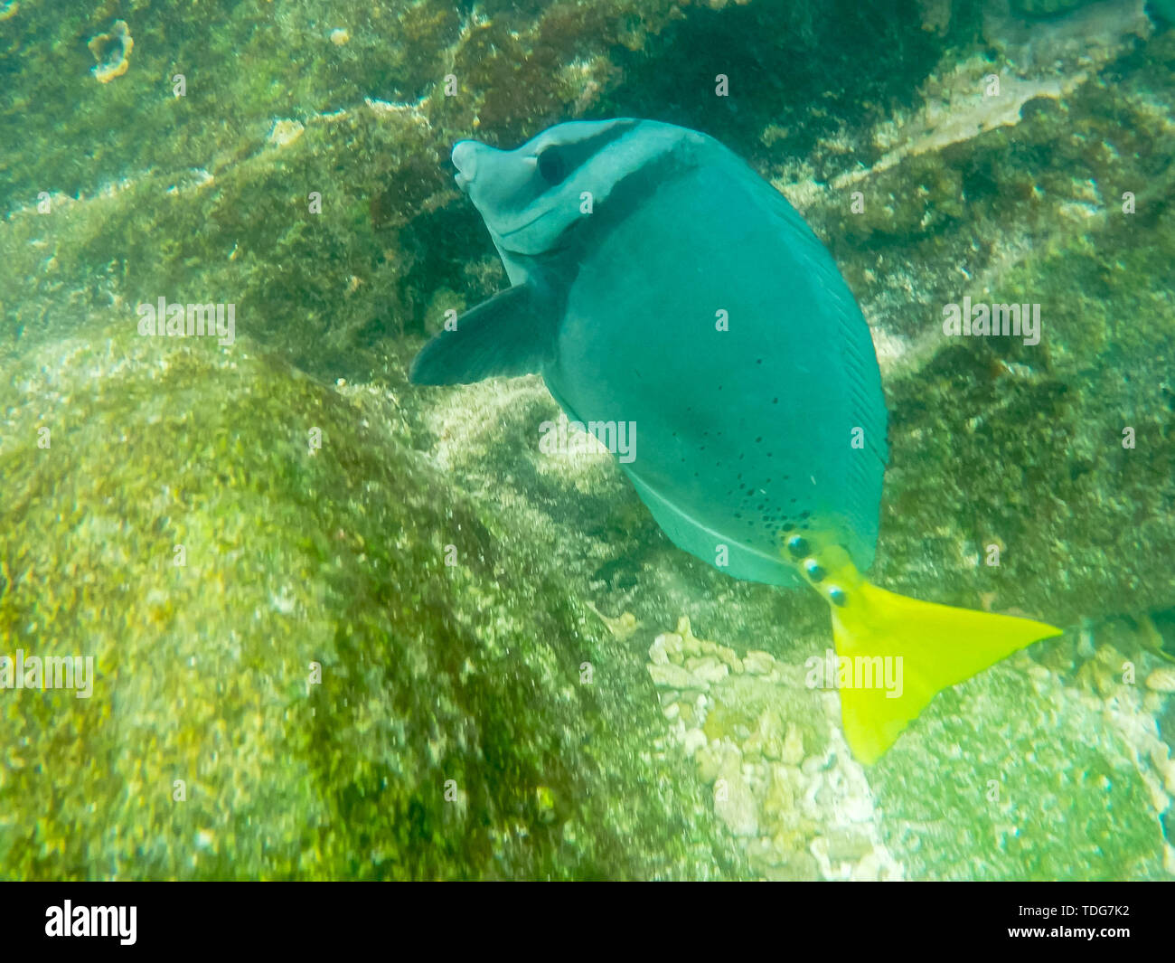 Cierre de un pez cirujano de cola amarilla en isla isla genovesa islas, ecuador Foto de stock