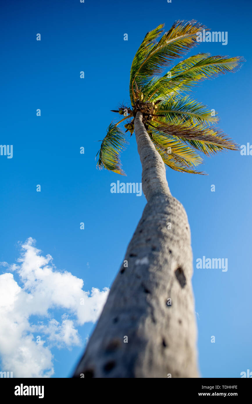 Palmera y cielo azul de bajo ángulo en Key West, Florida Foto de stock
