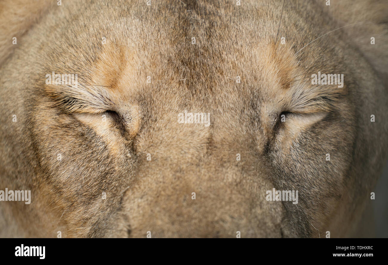 Hembra león africano (Panthera leo) ojos cerrar Foto de stock