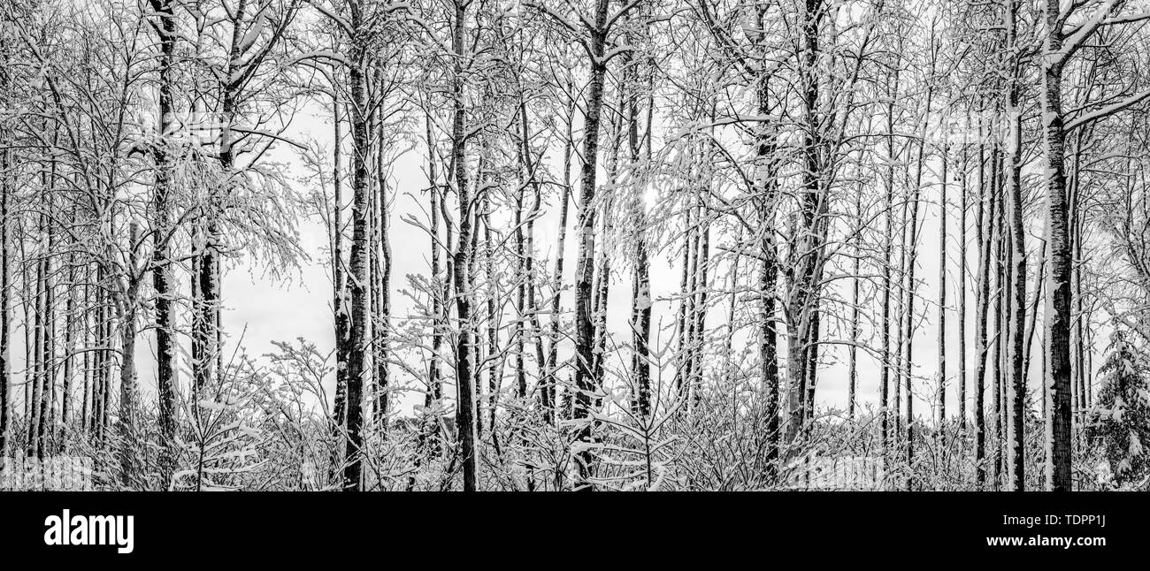 Deshojado árboles cubiertos de nieve en invierno; Thunder Bay, Ontario, Canadá Foto de stock