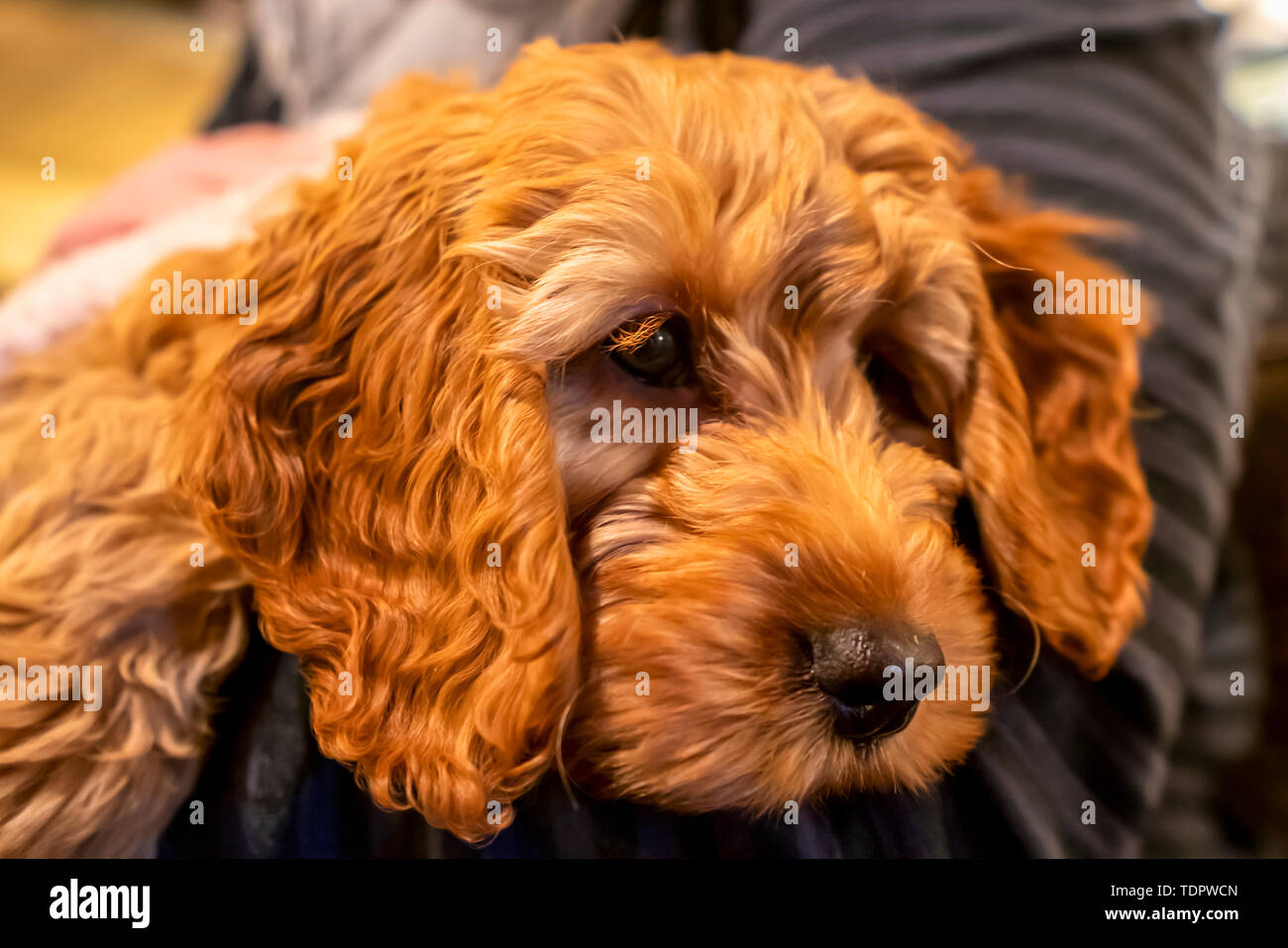 Close-up de un perro descansa sobre el regazo de su dueño; South Shields, Tyne y desgaste, Inglaterra Foto de stock