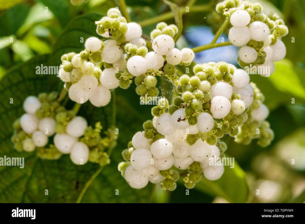 Remediar chiggers fotografías e imágenes de alta resolución Alamy