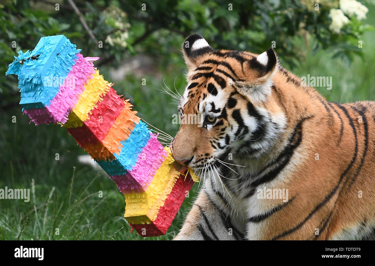 Piñata fotografías e imágenes de alta resolución - Página 11 - Alamy