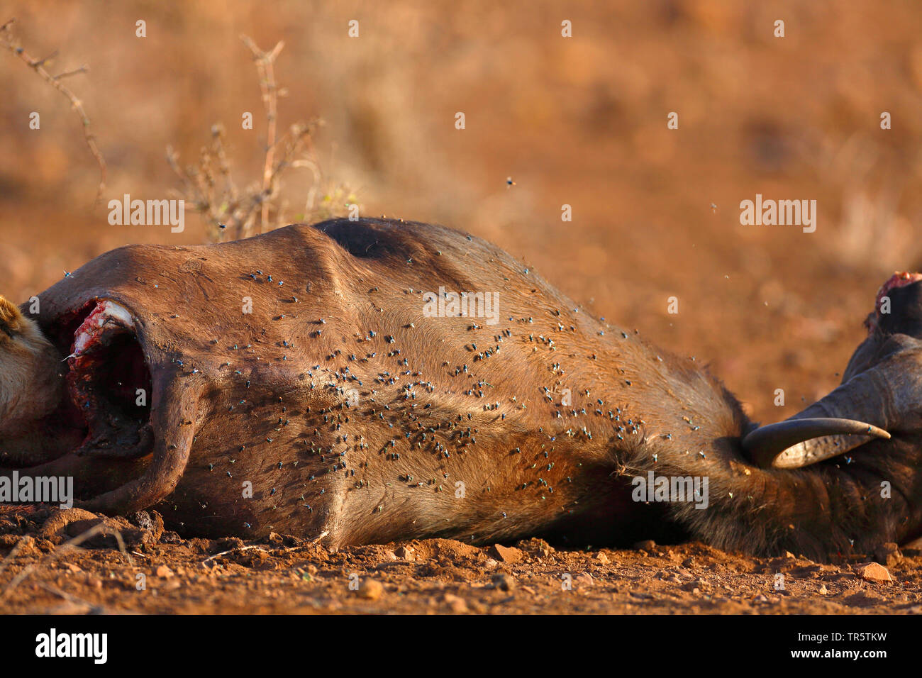 El búfalo africano (Syncerus caffer), Carcass, con montones de moscas, matar de un león, Sudáfrica, el Parque Nacional Kruger Mpumalanga Foto de stock