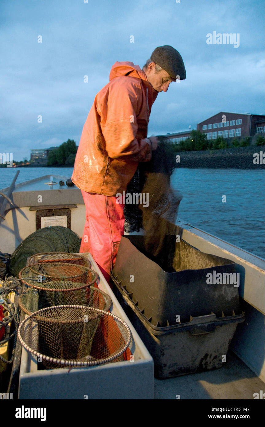 Pescador vaciando eel trampas en el barco, Alemania, Hamburg-Finkenwerder Foto de stock