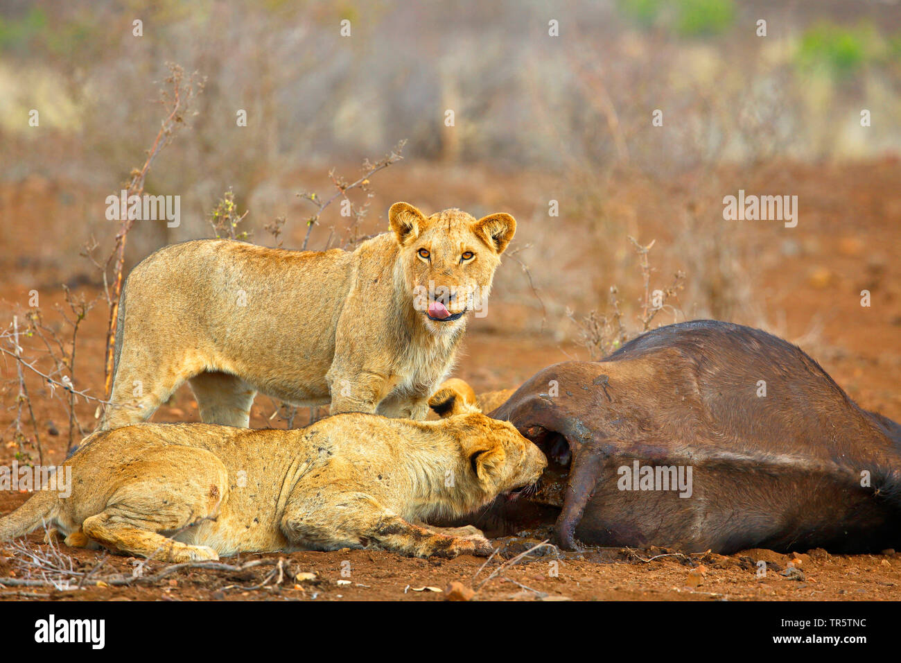 León (Panthera leo), los jóvenes se alimentan de animales muertos, búfalo, Mpumalanga, Sudáfrica Parque Nacional Kruger Foto de stock