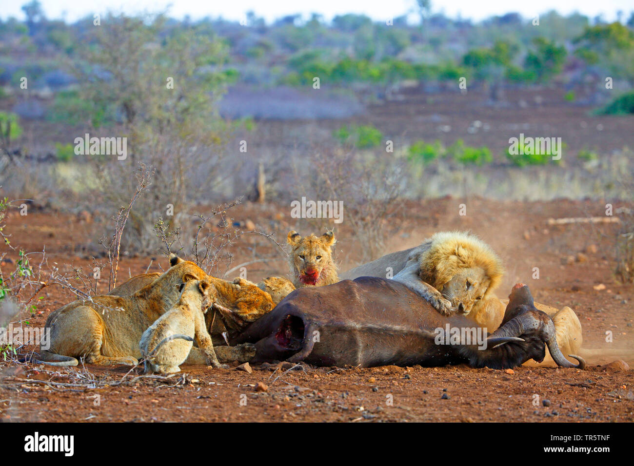 León (Panthera leo), orgullo de los leones se alimentan de búfalos muertos, Sudáfrica, el Parque Nacional Kruger Mpumalanga Foto de stock