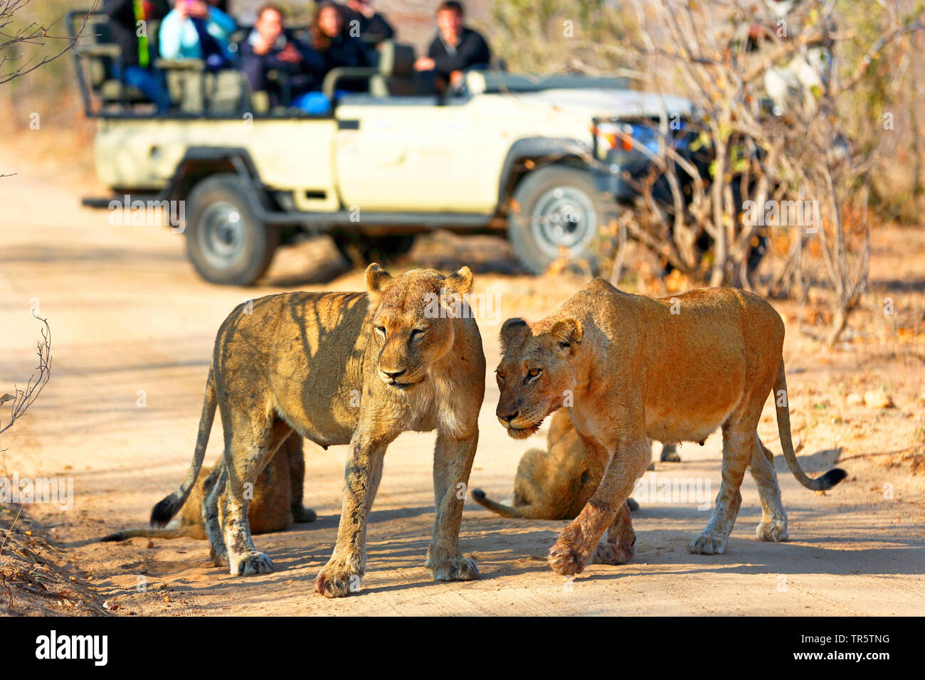 León (Panthera leo), los turistas en un jeep observando leona con cubs , Sudáfrica, Sabi Sand Game Reserve Foto de stock