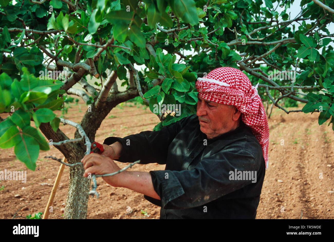 Pistacho (Pistacia vera), agricultor Kurdian fresado árbol pistacho, Turquía, Anatolia, Ayran Kasabasi Foto de stock