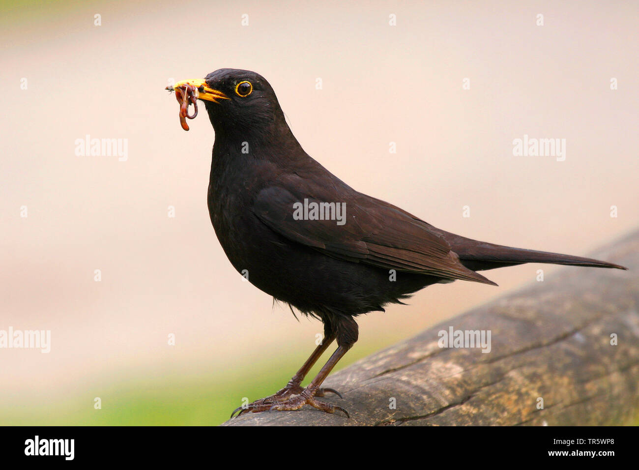 Mirlo (Turdus merula), macho en una viga de madera con avance en el proyecto de ley, vista lateral, en Alemania, en Renania del Norte-Westfalia Foto de stock