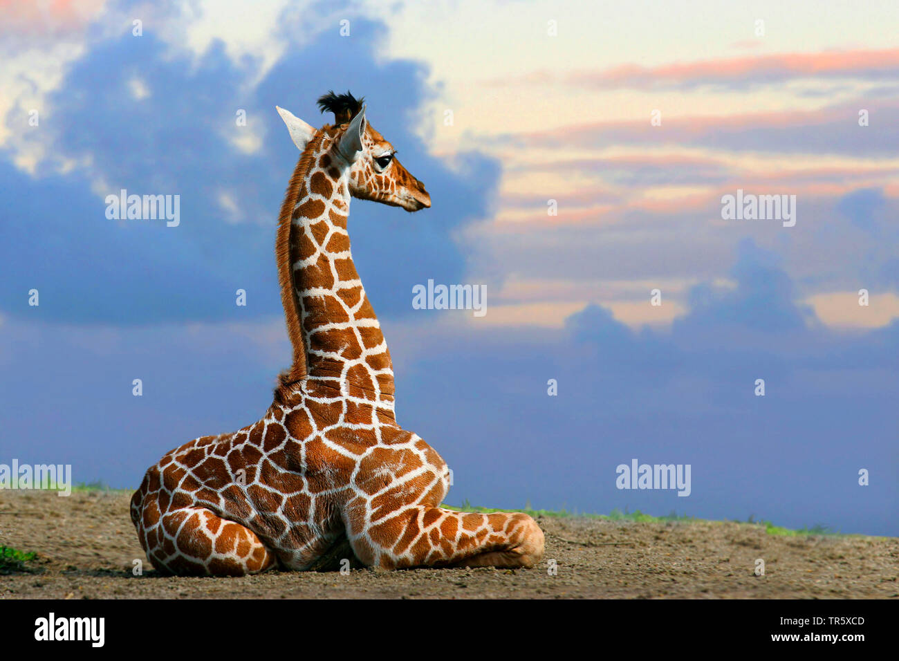 Jirafa (Giraffa camelopardalis), baby giraffe, sentados en el suelo y mirando curioso, vista lateral, África Foto de stock