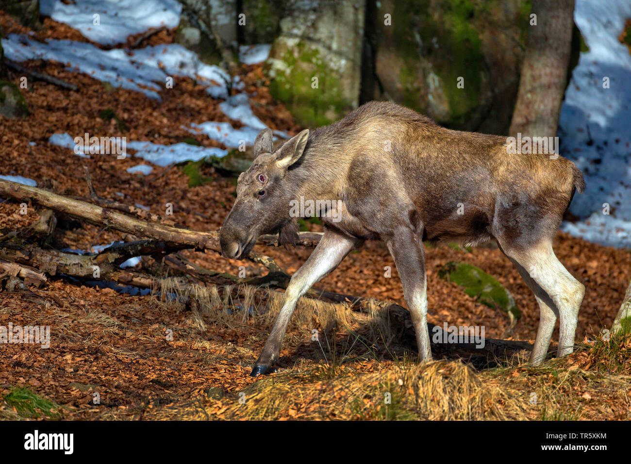 Elk, moose europeo (Alces alces alces), Bull moose derramó su cornamenta, vista lateral, Suecia Foto de stock