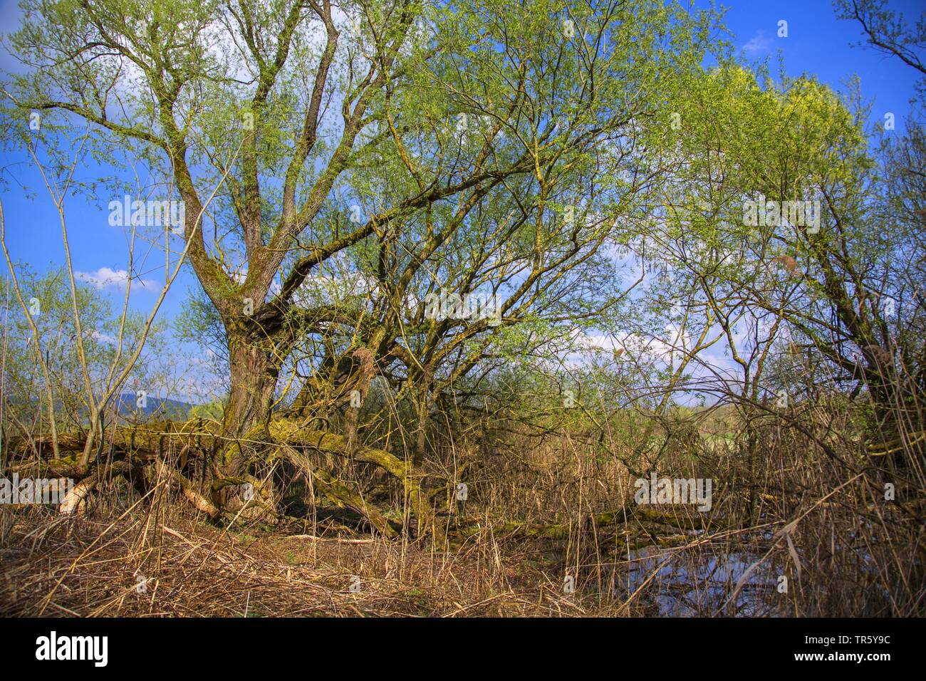 Los árboles de la orilla del río en primavera, Alemania, Baviera, Niederbayern, Baja Baviera Foto de stock
